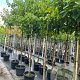 Cornus controversa 8-10 HO container