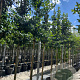Ginkgo biloba 12-14 HO container