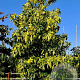 Liquidambar s. 'Aurea' 8-10 HO container
