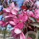 Malus 'Rudolph' 10-12 HO container