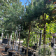 Pinus sylvestris 12-14 HO container