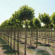 Platanus hispanica 'Alphen's Globe' 12-14 HO draadkluit 240 cm stam