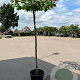 Platanus hispanica 14-16 HO container dakvorm