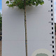 Platanus hispanica 18-20 HO container dakvorm