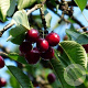 Prunus a. 'Annabella' 8-10 HO container