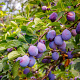 Prunus Early Prolific (Eldense Blauwe) 8-10 HO container