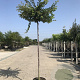 Prunus subh. 'Autumnalis Rosea' 14-16 HO container
