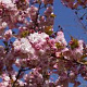 Prunus ser. 'Pink Perfection' 6-8 HO container