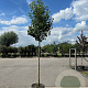 Pyrus calleryana 'Chanticleer' 14-16 HO container