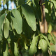 Robinia ps. 'Unifoliola' 14-16 HO container