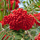 Sorbus auc. 'Rosina' 12-14 HO container