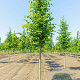 Tilia cordata 10-12 HO draadkluit