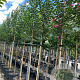Tilia mongolica 'Buda' 12-14 HO container