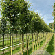 Acer campestre 'Huibers Elegant' 12-14 HO draadkluit 3 X verplant