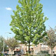 Acer freemanii 'Celzam' 14-16 HO draadkluit 2 X verplant