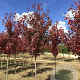 Acer rubrum 'Somerset' 10-12 HO draadkluit 2 X verplant