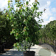 Acer rubrum 250-300 cm container meerstammig