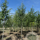 Alnus cordata 12-14 HO draadkluit 3 X verplant