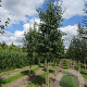 Alnus cordata 18-20 HO draadkluit 3 X verplant