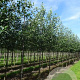 Alnus glutinosa 14-16 HO draadkluit 3 X verplant