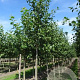 Alnus incana 18-20 HO draadkluit 3 X verplant