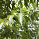 Alnus spaethii 18-20 HO draadkluit 3 X verplant