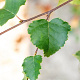 Betula pubescens 18-20 HO draadkluit 3 X verplant
