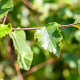Betula pubescens 20-25 HO draadkluit 3 X verplant