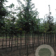 Carpinus betulus 18-20 HO draadkluit 3 X verplant