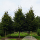 Carpinus betulus 20-25 HO draadkluit 3 X verplant