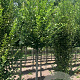 Carpinus bet. 'Fastigiata' 12-14 HO draadkluit 3 X verplant