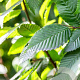 Carpinus bet. 'Lucas' 16-18 HO draadkluit 3 X verplant