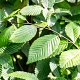 Carpinus bet. 'Lucas' 16-18 HO draadkluit 3 X verplant