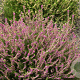 Calluna v. 'Allegro' GM P9.5