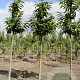Castanea sativa 12-14 HO draadkluit 3 X verplant