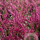 Calluna v. 'Allegretto' GM P9.5 2 jaar