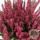 Calluna v. 'Lioba' GM P10,5