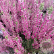 Calluna v. 'Lore' GM P10,5