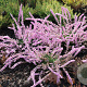 Calluna v. 'Peter Sparkes' GM P9.5