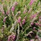 Calluna v. 'Red Favorite' GM P9.5 2 jaar