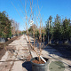 Cornus k. 'China Girl' 200-250 cm container meerstammig