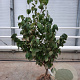 Cornus k. 'China Girl' 200-250 cm container meerstammig