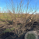 Cornus kousa chinensis 200-250 cm container meerstammig