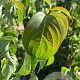 Cornus kousa chinensis 200-250 cm container meerstammig