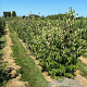 Cornus kousa chinensis 200-250 cm container meerstammig