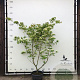 Cornus kousa chinensis 200-250 cm container meerstammig