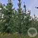 Cornus mas 10-12 HO draadkluit 2 X verplant