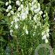 Daboecia cantabrica alba GM P9.5 2 jaar