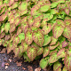 Epimedium gr. 'Akakage' GM C1.5
