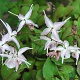 Epimedium gr. 'Akebono' GM C1.5